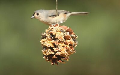 Tips for Setting Up a Bird-Watching Garden